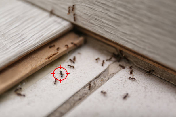 Best Exterminator Services  in Monument Beach, MA